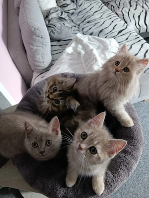 BKH  BLH Kitten suchen ab sofort ein schönes Zuhause 
