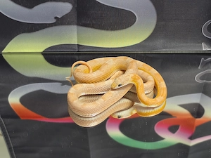 Kornnatter 1.0 Coral Ghost Sunkissed Motley NZ 25