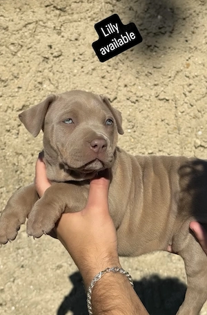 American Bully XL Welpen Lilac Tricolor
