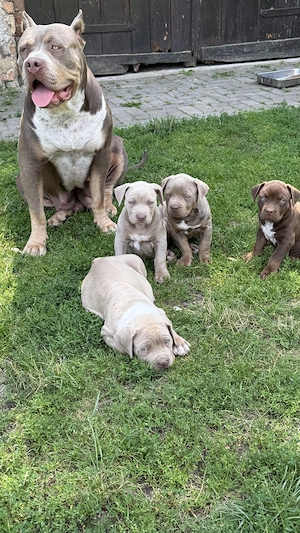 Abgabebereit American Bully XL Welpen Lilac Tricolor