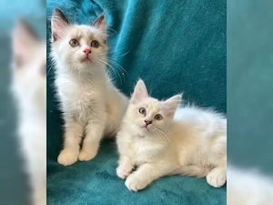 Wunderschöne Ragdoll - Kätzchen