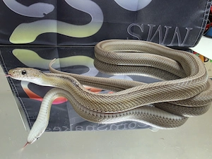 Kornnatter 0.1 Anery Striped NZ 22
