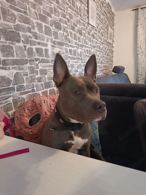 Pitbull Terrier 