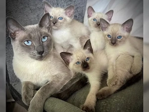 Siam Kitten Reinrassige