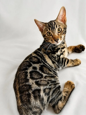 Wunderschönes Bengal Kitten mit außergewöhnlicher Rosettenzeichnung