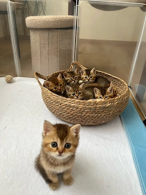 BKH-Kitten suchen ein liebevolles Zuhause   