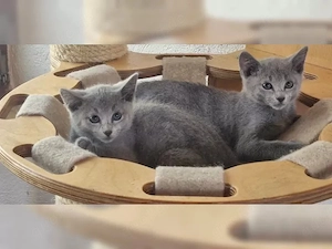 Zuckersüße Russisch Blau Kitten mit Stammbaum