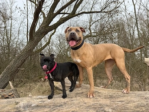 American bully xl 