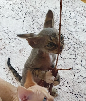 süßer Devon Rex Junge vom Züchter 