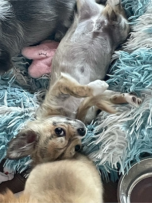 Chihuahua Rüde sucht seine Familie. 