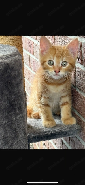 Kleiner roter Kater sucht neuen Wirkungskreis