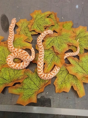 Hakennasennattern Heterodon nasicus 