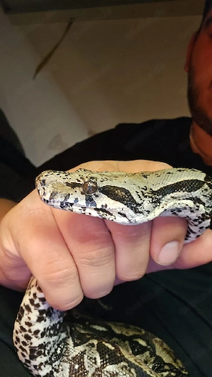 Belize Boa