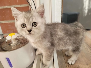 katzenbaby