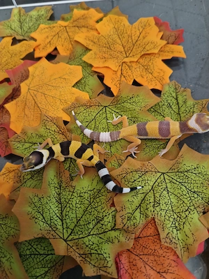 Leopardgecko Eublepharis macularius 
