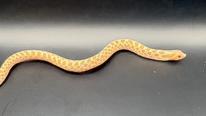 Hakennasennatter Albino abzugeben