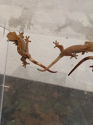Kronengecko Correlophus ciliatus