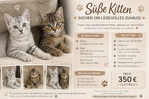    Süße Kitten suchen ein liebevolles Zuhause     