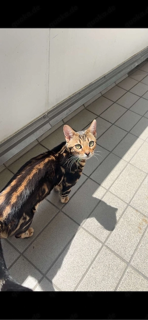Bengal Katze