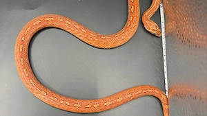 0.1 Bloodred tessera Kornnatter