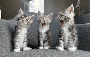 Reinrassige Maine Coon Kitten ab Ende August abgabebereit 
