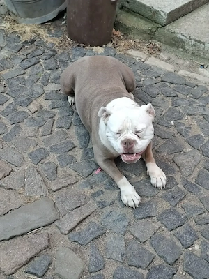 Old Englische Bulldoggen Hündin 
