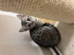  Wunderschöne Bengal-Kitten suchen ein liebevolles Zuhause 