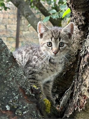 Katze in liebevolle Hände abzugeben