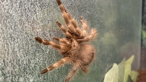 Brasilianische Riesen-Blond-Vogelspinne Nhandu Tripepii