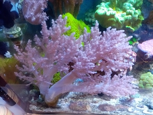 Litophyton Koralle Meerwasser Salzwasser Aquarium !!