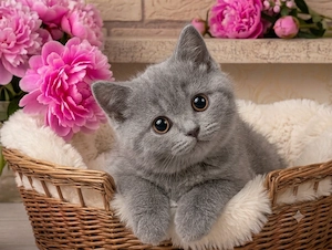 INSTAGRAM STAR!! Reinrassige Traumhafte BKH Britisch Kurzhaar Kitten Kätzchen British Katzenbabys