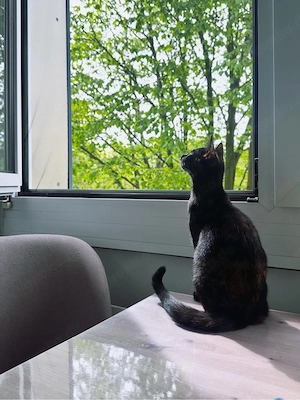Meine Katze Shoko sucht ein neues zuhause