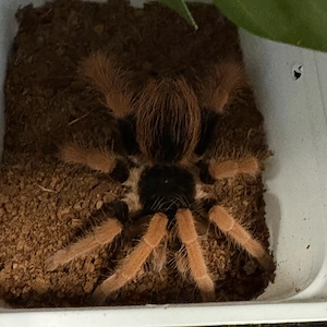 0.1 Kolumbianische Rotbein-Vogelspinne Megaphobema Robustum