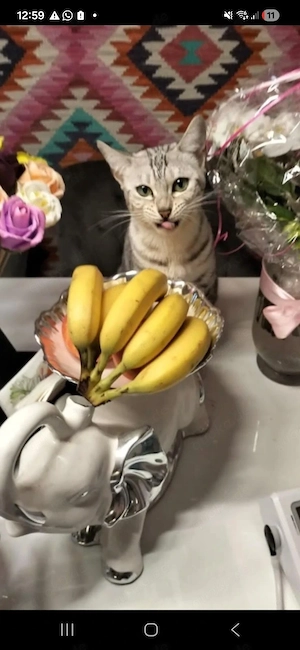 Reinrassige Bengal Katze 
