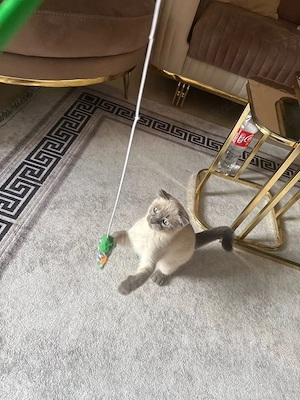 Mein kleiner Gucci sucht neues zuhause