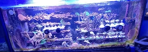 Korallen,Korallenableger,Meerwasser,Aquarium 