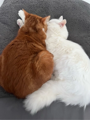 2 kater zu verkaufen 