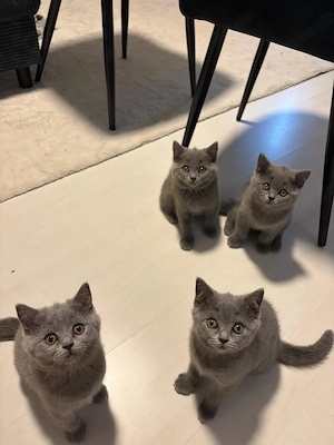 Britisch Kurzhaar Kitten suchen ein liebevolles Zuhause 