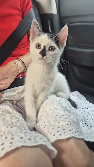 Kater abzugeben 12 Wochen 