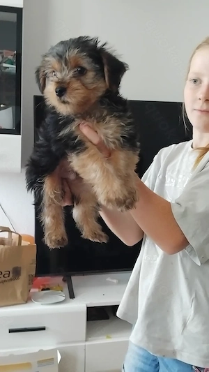 Yorkshire Terrier Welpen 