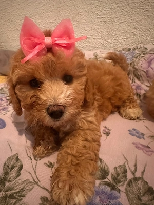 Pudel Toy