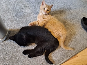 Maine Coon Mix Kittens suchen ein liebevolles Zuhause 