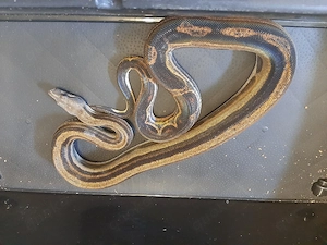 Motley Het Albino Kahl
