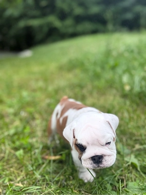 English Bulldog Rüde