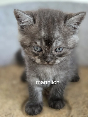 Bkh Kitten 