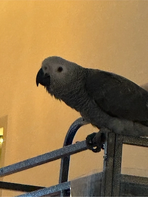 Graupapagei Handzahm 1 Jahr  Bild 2