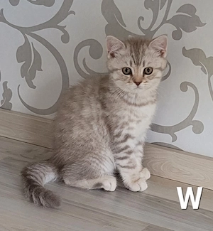 BKH-Kitten abgabebereit in 2 Wochen
