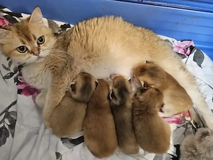 Britisch kurz haare Golden schaded Babys 
