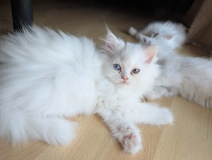 Babykatze mit zwei farbigen Augen zum Abgeben 