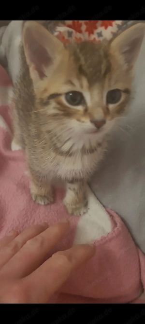 Kleine Kätzchen, Katzenkinder, Katerchen, 